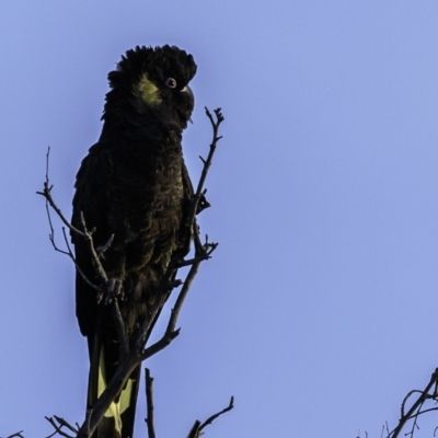 Zanda funerea (Yellow-tailed Black-Cockatoo) at Mount Ainslie - 22 Jun 2019 by BIrdsinCanberra