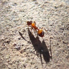 Monomorium sp. (genus) (A Monomorium ant) at Acton, ACT - 3 Jul 2019 by Christine