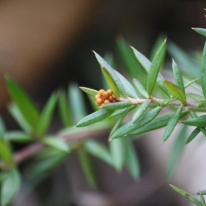 Grevillea juniperina subsp. villosa at Mongarlowe, NSW - 3 Jul 2019