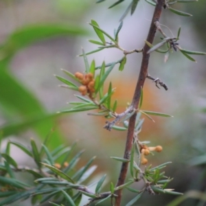 Grevillea juniperina subsp. villosa at Mongarlowe, NSW - 3 Jul 2019 05:30 PM