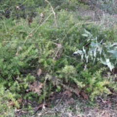 Grevillea juniperina subsp. villosa at Mongarlowe, NSW - 3 Jul 2019