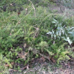 Grevillea juniperina subsp. villosa at Mongarlowe, NSW - 3 Jul 2019 05:30 PM