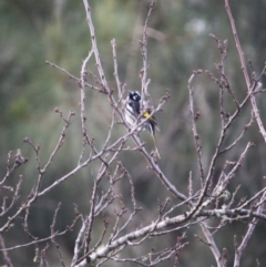 Phylidonyris novaehollandiae (New Holland Honeyeater) at Mongarlowe, NSW - 3 Jul 2019 by LisaH