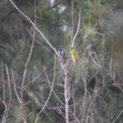 Phylidonyris novaehollandiae at Mongarlowe, NSW - 3 Jul 2019