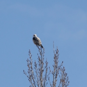 Elanus axillaris at Manar, NSW - 3 Jul 2019