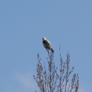 Elanus axillaris at Manar, NSW - 3 Jul 2019