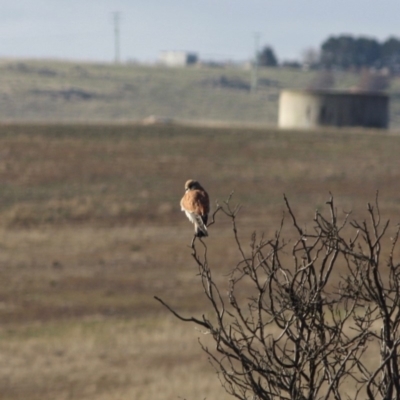 Falco cenchroides (Nankeen Kestrel) at Bungendore, NSW - 3 Jul 2019 by LisaH