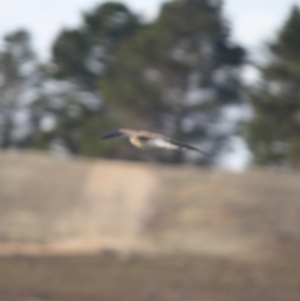 Falco cenchroides at Bungendore, NSW - 3 Jul 2019