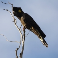 Zanda funerea (Yellow-tailed Black-Cockatoo) at Fyshwick, ACT - 3 Jul 2019 by LisaH