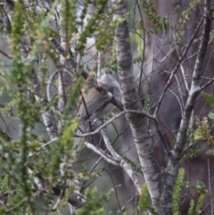 Colluricincla harmonica (Grey Shrikethrush) at Mongarlowe, NSW - 3 Jul 2019 by LisaH