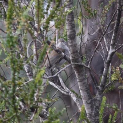 Colluricincla harmonica (Grey Shrikethrush) at Mongarlowe River - 3 Jul 2019 by LisaH