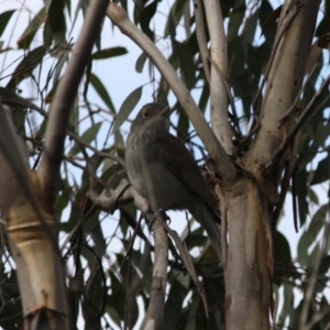 Colluricincla harmonica at Mongarlowe, NSW - 3 Jul 2019