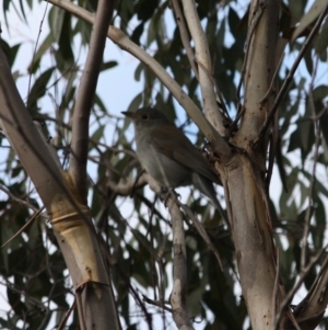 Colluricincla harmonica at Mongarlowe, NSW - 3 Jul 2019