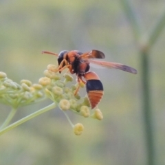 Anterhynchium nigrocinctum (Potter Wasp) at Paddys River, ACT - 19 Jan 2019 by MichaelBedingfield