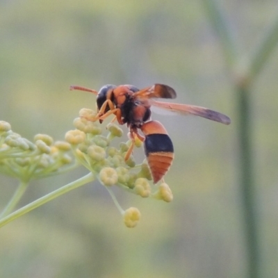 Eumeninae (subfamily) (Unidentified Potter wasp) at Point Hut to Tharwa - 19 Jan 2019 by michaelb