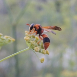 Eumeninae (subfamily) at Paddys River, ACT - 19 Jan 2019 09:18 PM