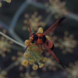 Eumeninae (subfamily) at Paddys River, ACT - 19 Jan 2019 09:18 PM