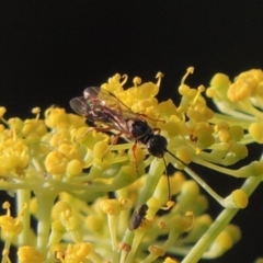 Unidentified Other wasp at Paddys River, ACT - 29 Jan 2019 by michaelb