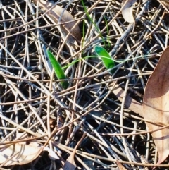 Caladenia actensis (Canberra Spider Orchid) at Hackett, ACT - 3 Jul 2019 by petersan