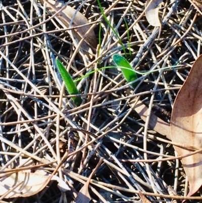 Caladenia actensis (Canberra Spider Orchid) at Mount Majura - 3 Jul 2019 by petersan