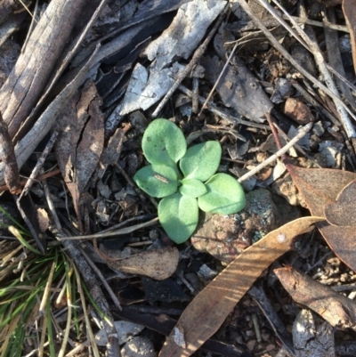 Pterostylidinae (greenhood alliance) (A Greenhood) at Mount Majura - 3 Jul 2019 by petersan