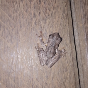 Litoria peronii at Robertson - 3 Jul 2019 06:13 PM