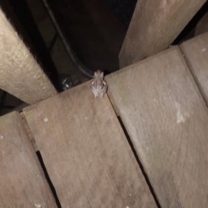 Litoria peronii at Robertson - 3 Jul 2019 06:13 PM