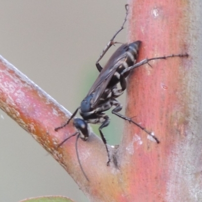 Turneromyia sp. (genus) (Zebra spider wasp) at Point Hut to Tharwa - 3 Apr 2019 by michaelb