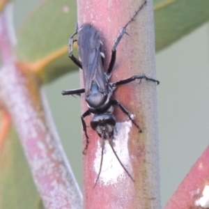 Turneromyia sp. (genus) at Tuggeranong DC, ACT - 3 Apr 2019