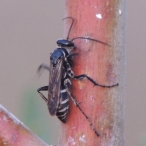Turneromyia sp. (genus) at Tuggeranong DC, ACT - 3 Apr 2019