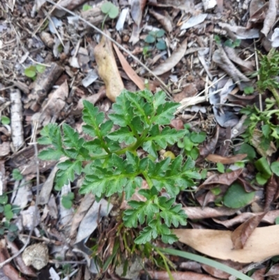 Sceptridium australe (Austral Moonwort) at Broulee Island Nature Reserve - 2 Jul 2019 by plants