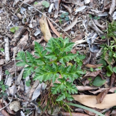 Botrychium australe (Austral Moonwort) at Batemans Marine Park - 2 Jul 2019 by plants