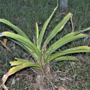 Crinum pedunculatum at suppressed - 2 Jul 2019