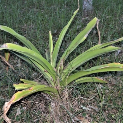 Crinum pedunculatum (Swamp Lily, River Lily, Mangrove Lily) at Undefined, NSW - 1 Jul 2019 by plants