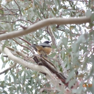 Pachycephala rufiventris at Deakin, ACT - 4 Jul 2019