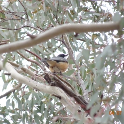 Pachycephala rufiventris (Rufous Whistler) at Red Hill Nature Reserve - 4 Jul 2019 by TomT