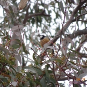 Pachycephala rufiventris at Deakin, ACT - 4 Jul 2019 12:36 PM