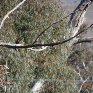 Stizoptera bichenovii at Dunlop, ACT - 3 Jul 2019 11:21 AM