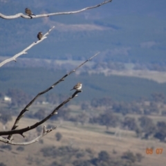 Stizoptera bichenovii at Dunlop, ACT - 3 Jul 2019