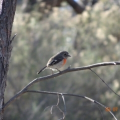Petroica boodang (Scarlet Robin) at Dunlop, ACT - 3 Jul 2019 by TomT