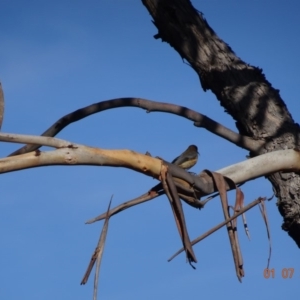 Acanthorhynchus tenuirostris at Red Hill, ACT - 1 Jul 2019 02:59 PM