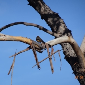 Acanthorhynchus tenuirostris at Red Hill, ACT - 1 Jul 2019 02:59 PM