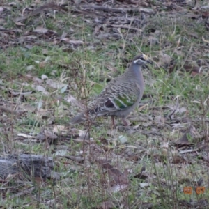 Phaps chalcoptera at Deakin, ACT - 2 Jul 2019