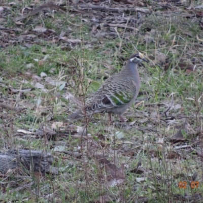 Phaps chalcoptera (Common Bronzewing) at Red Hill Nature Reserve - 2 Jul 2019 by TomT