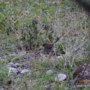 Malurus cyaneus at Deakin, ACT - 2 Jul 2019