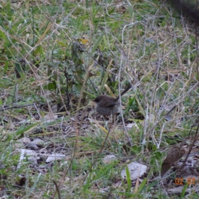 Malurus cyaneus (Superb Fairywren) at Red Hill Nature Reserve - 2 Jul 2019 by TomT