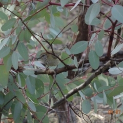 Acanthiza lineata (Striated Thornbill) at Red Hill Nature Reserve - 1 Jul 2019 by TomT