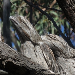 Podargus strigoides at Aranda, ACT - 3 Jul 2019