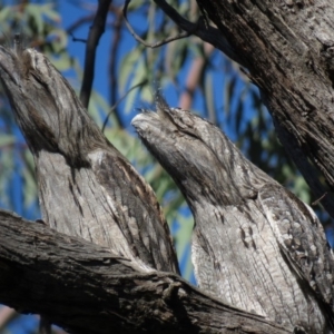 Podargus strigoides at Aranda, ACT - 3 Jul 2019 12:51 PM