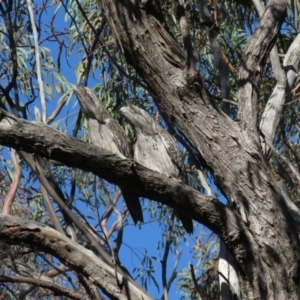 Podargus strigoides at Aranda, ACT - 3 Jul 2019